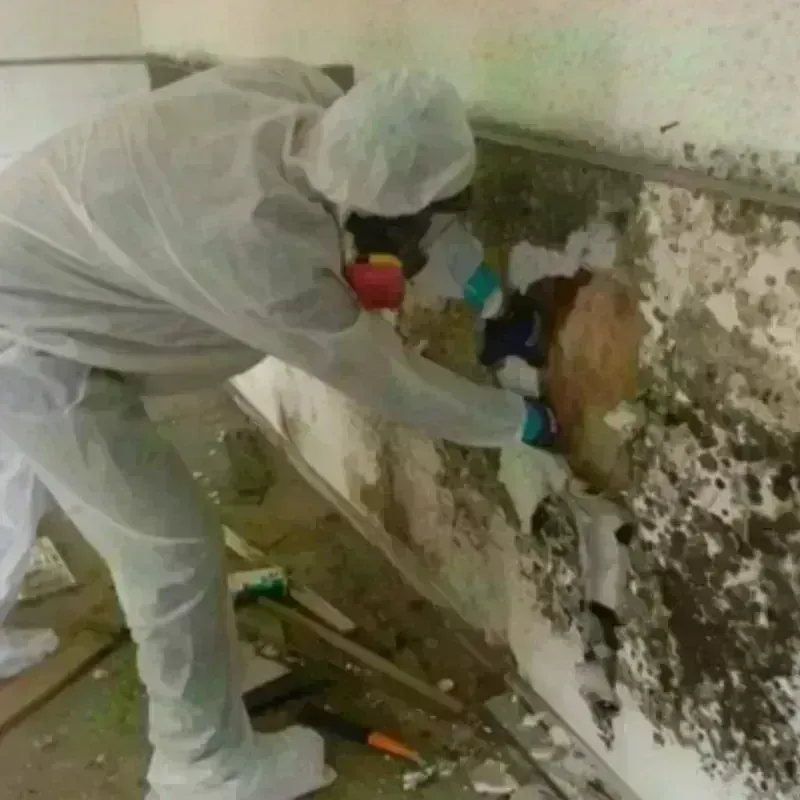 Mold Remediation and Removal in Wade Hampton, SC